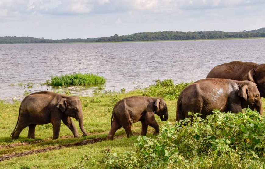 Yala & Udawalawe Wildlife Safari Experience