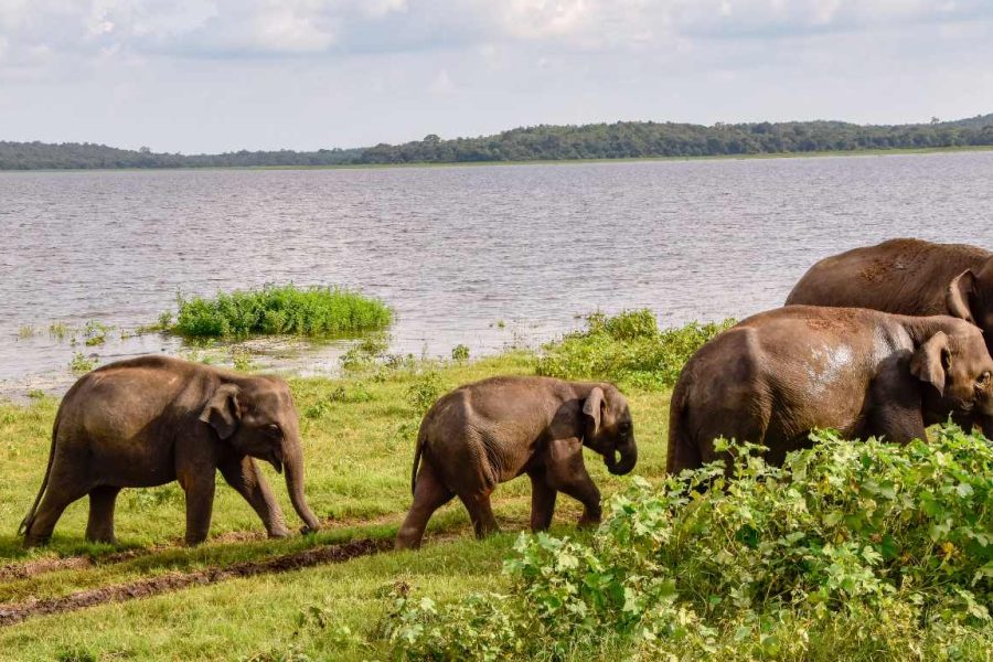 Yala & Udawalawe Wildlife Safari Experience